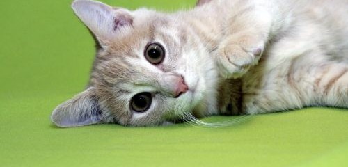 An Article about FIV+ Cats
