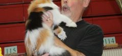 Guardian Angels will be at the Cats on the Beach Cat Show!